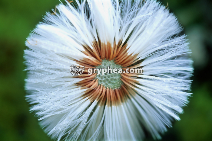 Tussilages (Tussilago farfara) - fruits (akènes) - gryphea.com